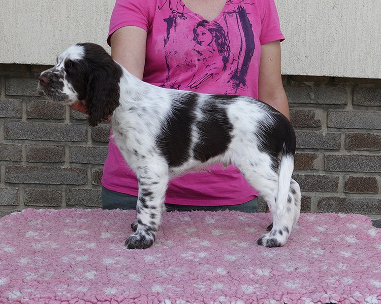 English springer spaniel ELIASH MYSTERION BRITANICA