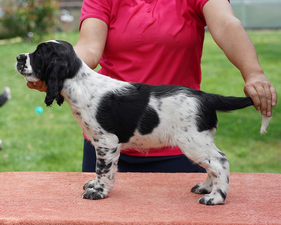 English springer spaniel GAIA   MYSTERION BRITANICA