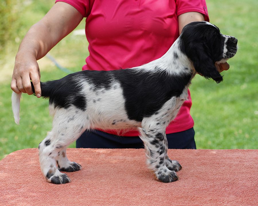 English springer spaniel GAIA  MYSTERION BRITANICA