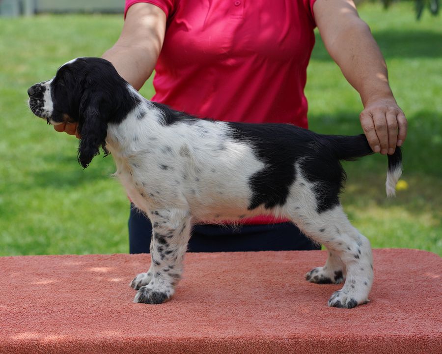 English springer spaniel GLADYS MYSTERION BRITANICA