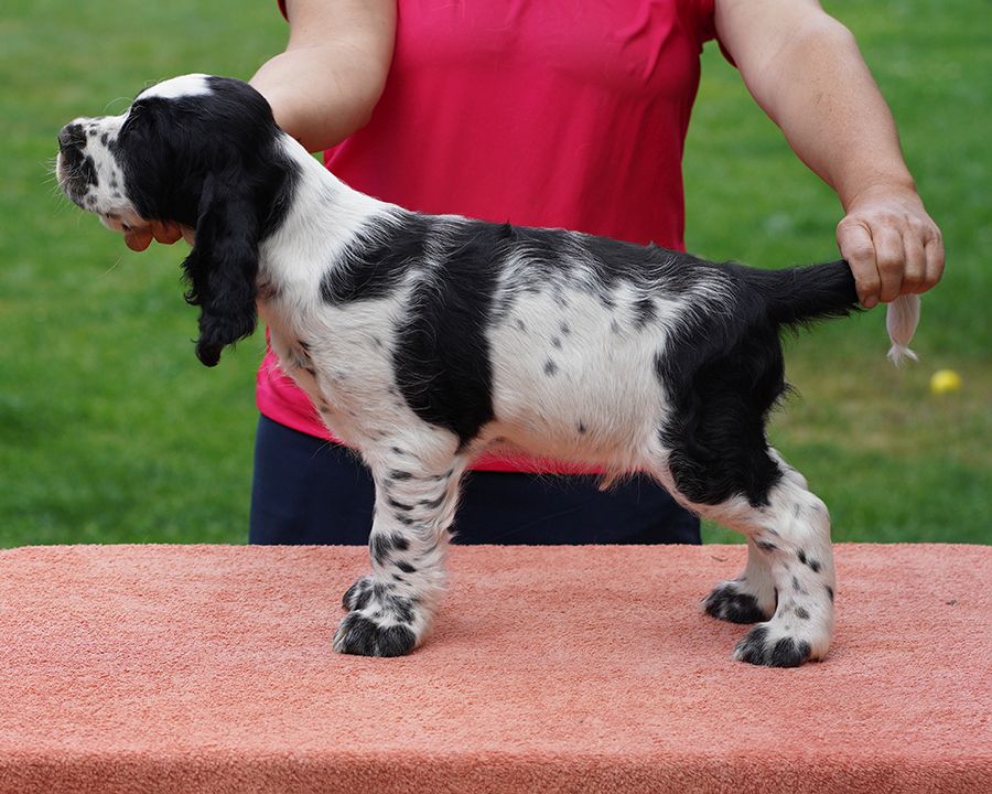 English springer spaniel Goofy    MYSTERION BRITANICA