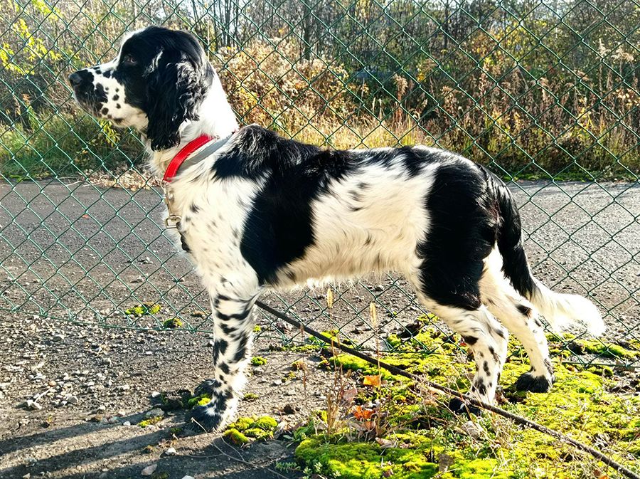 English springer spaniel Goofy    MYSTERION BRITANICA