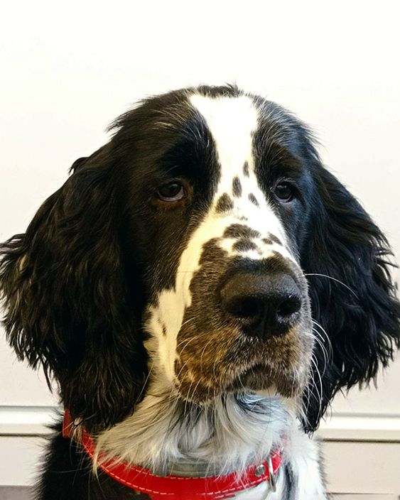 English springer spaniel Goofy   MYSTERION BRITANICA