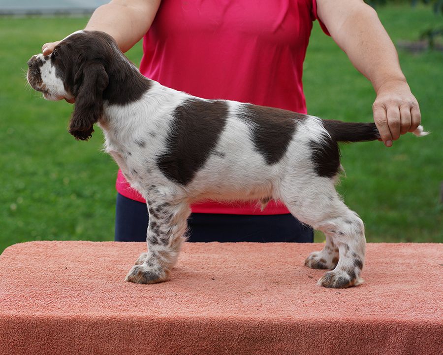 English springer spaniel GREGORY    MYSTERION BRITANICA