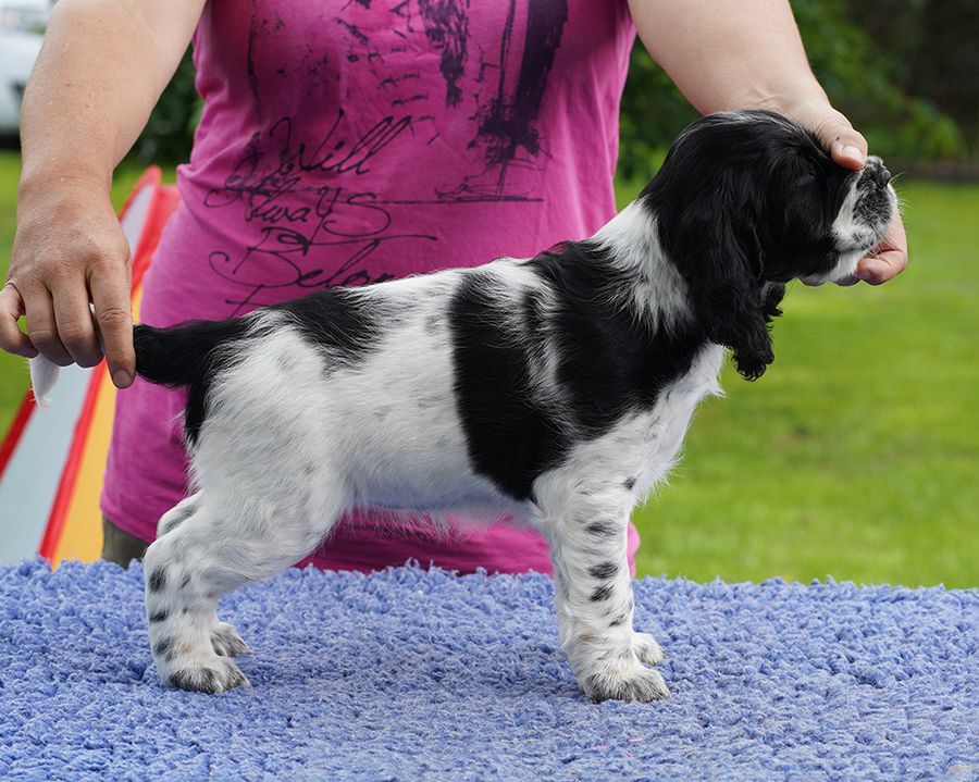 English springer spaniel GRETA  MYSTERION BRITANICA