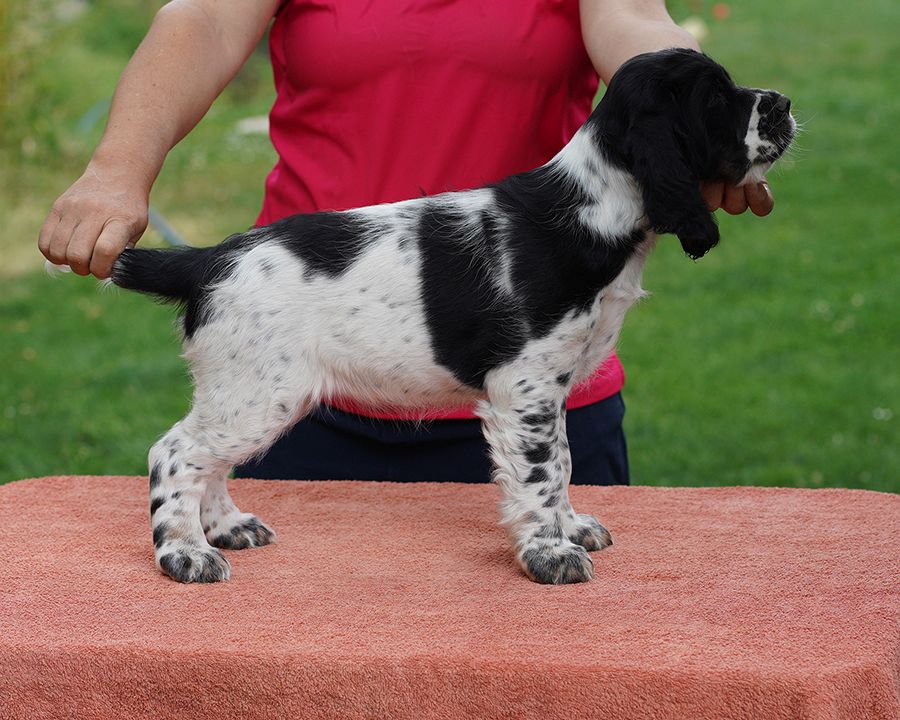 English springer spaniel GRETA  MYSTERION BRITANICA