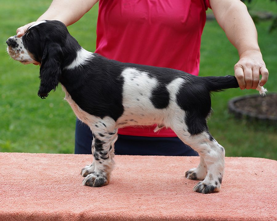 English springer spaniel Gustaff  MYSTERION BRITANICA