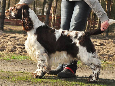 English Springer spaniel LORDSETT TRULY MADLY DEEPLY