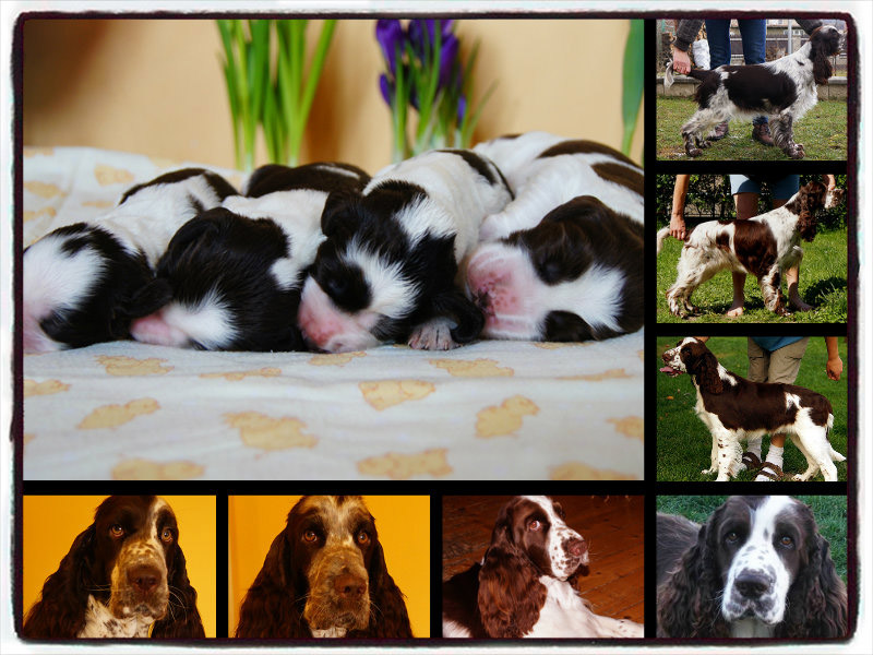 English springerspaniel - litter A - 2 years old