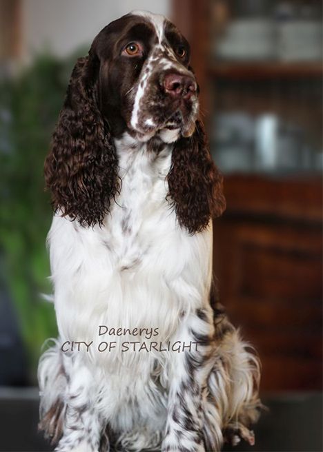 English springer spaniel Daenerys City of Starlight