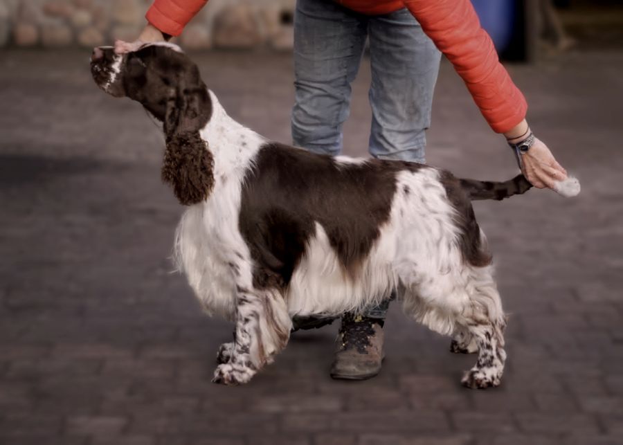 English springer spaniel Daenerys City of Starlight