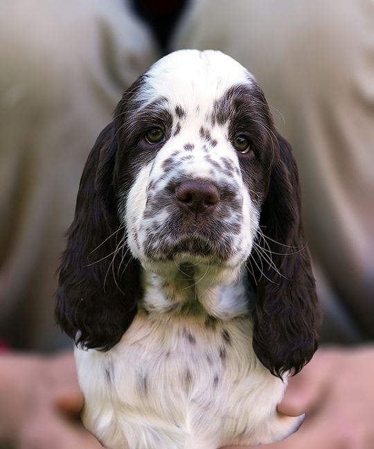 English Springer Spaniel HENRY MYSTERION BRITANICA