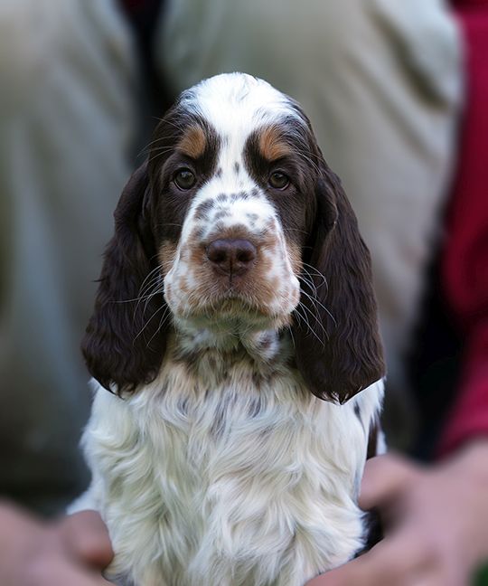 English Springer Spaniel HARPER    MYSTERION BRITANICA