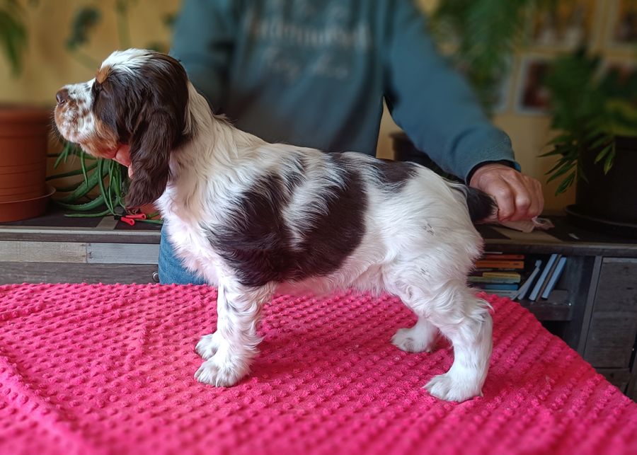 English Springer Spaniel HARPER MYSTERION BRITANICA