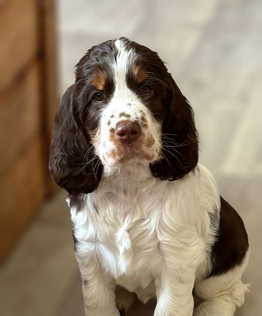 English Springer Spaniel HENRIETA   MYSTERION BRITANICA