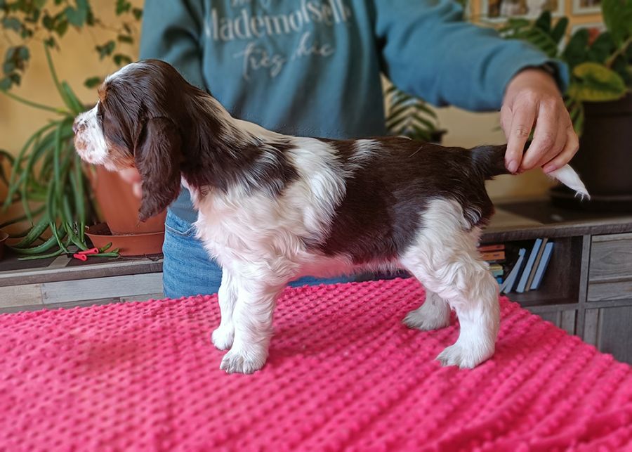 English Springer Spaniel HENRIETA MYSTERION BRITANICA