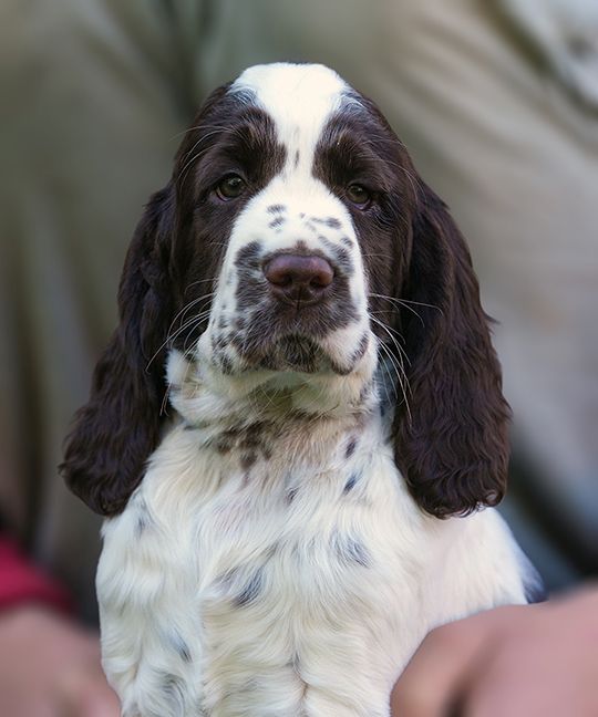 English Springer Spaniel HELIS  MYSTERION BRITANICA