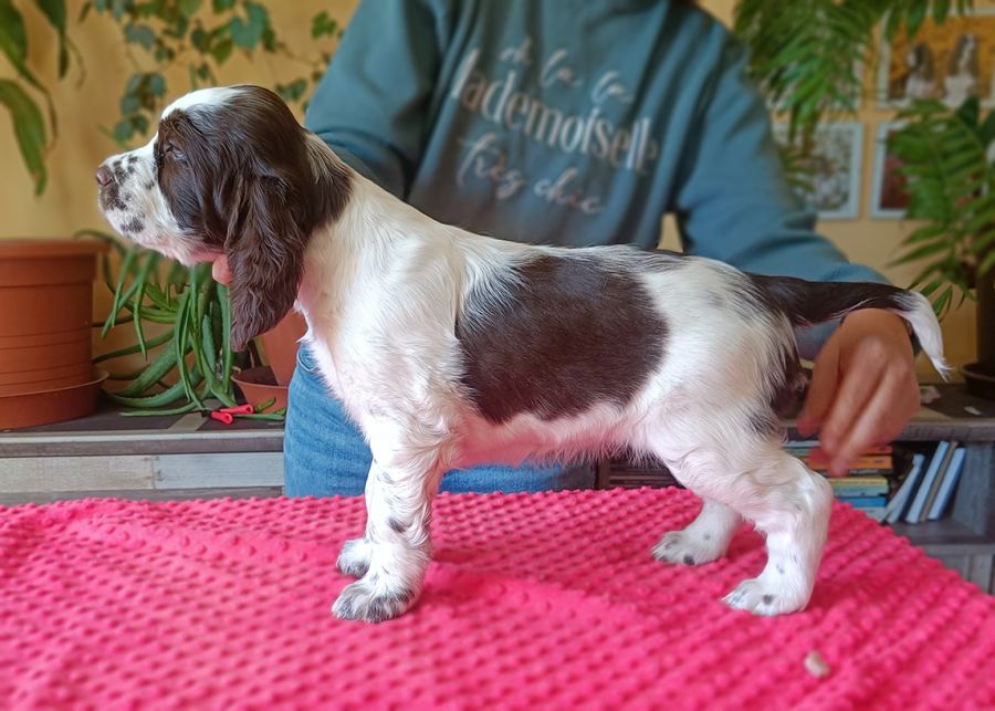English Springer Spaniel HELIS MYSTERION BRITANICA