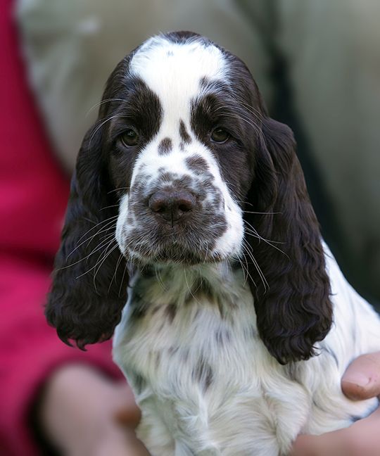 English Springer Spaniel HERIET     MYSTERION BRITANICA