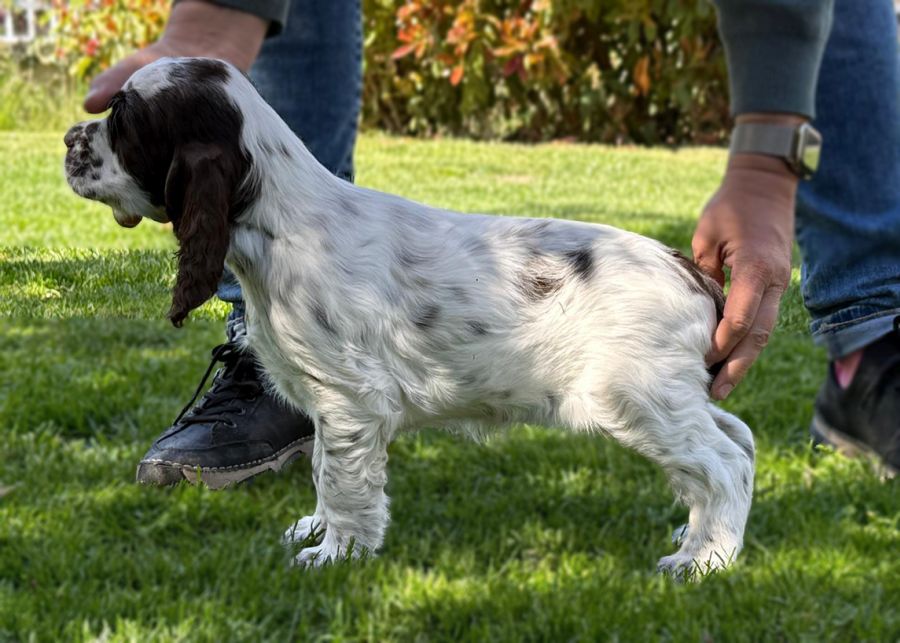 English Springer Spaniel HERIET MYSTERION BRITANICA