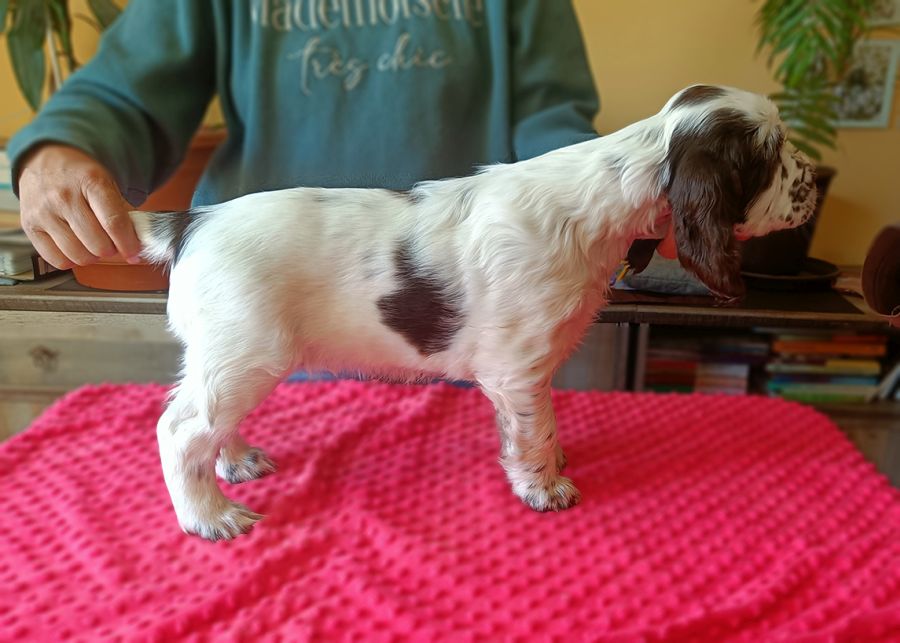 English Springer Spaniel HENRY MYSTERION BRITANICA