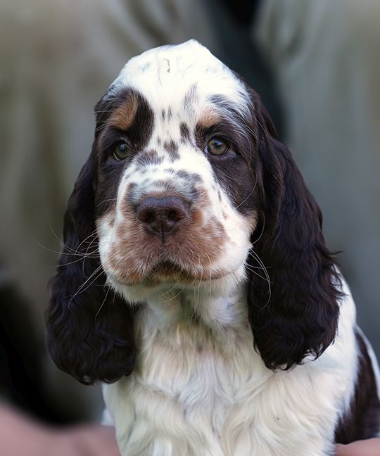 English Springer Spaniel HAMMOND MYSTERION BRITANICA
