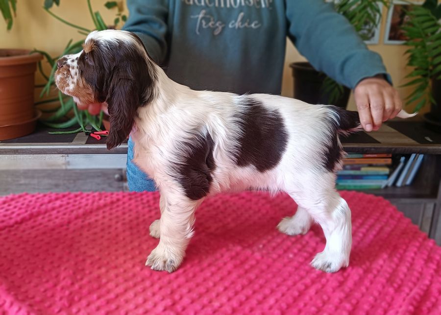 English Springer Spaniel HAMMOND MYSTERION BRITANICA