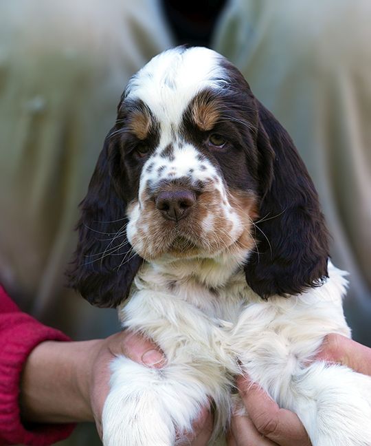 English Springer Spaniel HARLEY   MYSTERION BRITANICA
