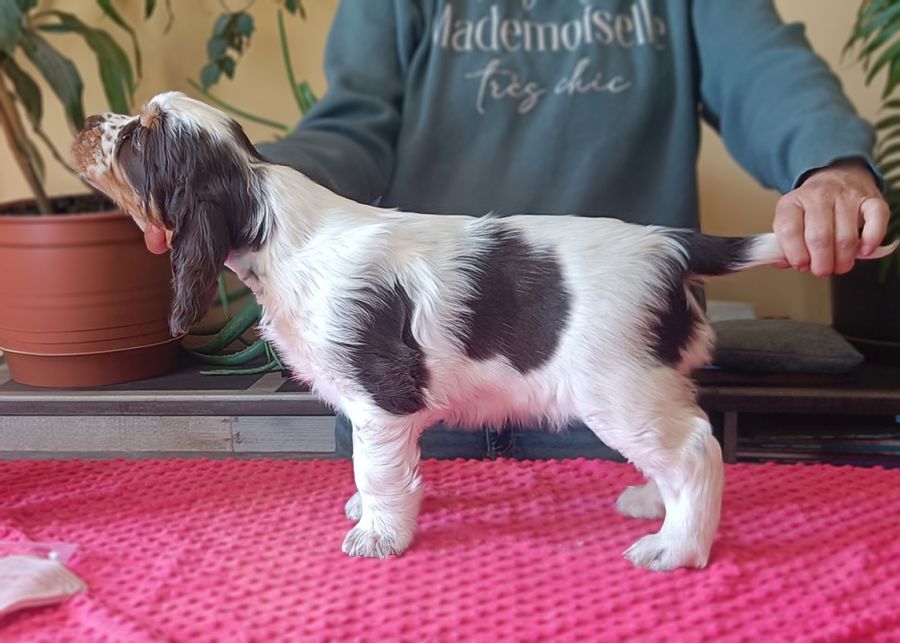 English Springer Spaniel HARLEY MYSTERION BRITANICA