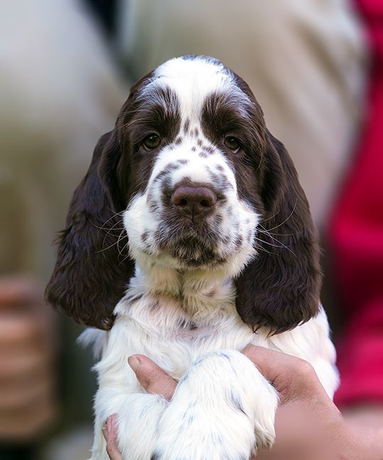 English Springer Spaniel HAROLD  MYSTERION BRITANICA