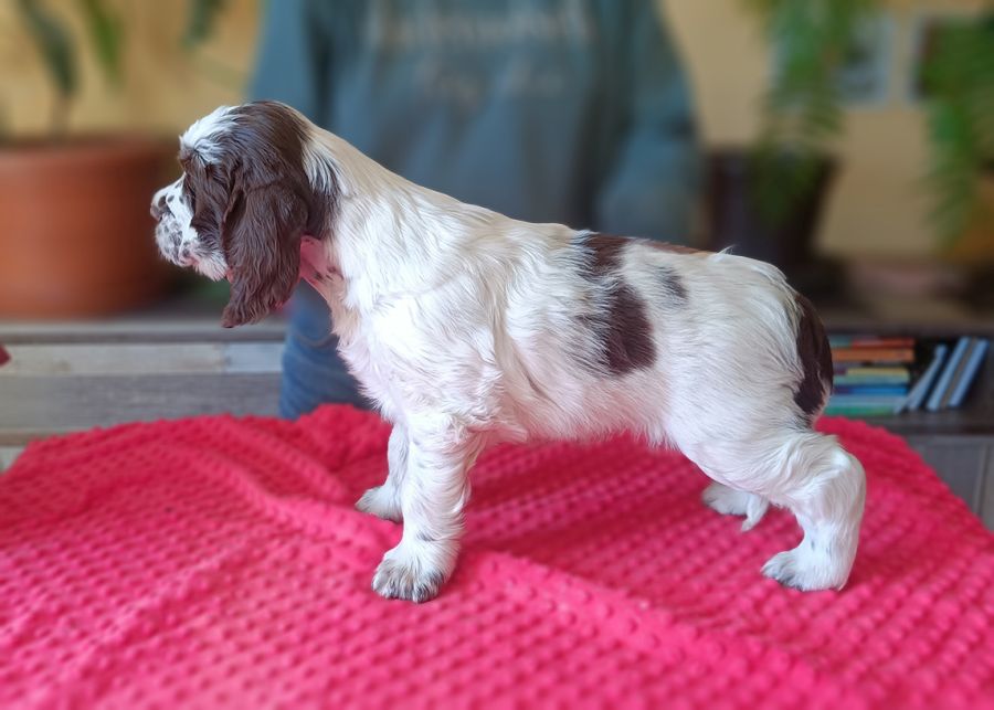 English Springer SpanielHAROLD MYSTERION BRITANICA