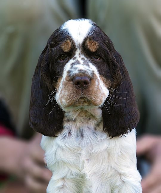 English Springer Spaniel HEATHER MYSTERION BRITANICA